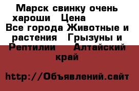 Марск свинку очень хароши › Цена ­ 2 000 - Все города Животные и растения » Грызуны и Рептилии   . Алтайский край